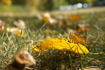 yellow autumn leaves on the grass