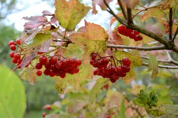 red currant berries