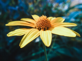 yellow flower in the garden