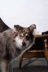 Husky dog posing with portrait and white background