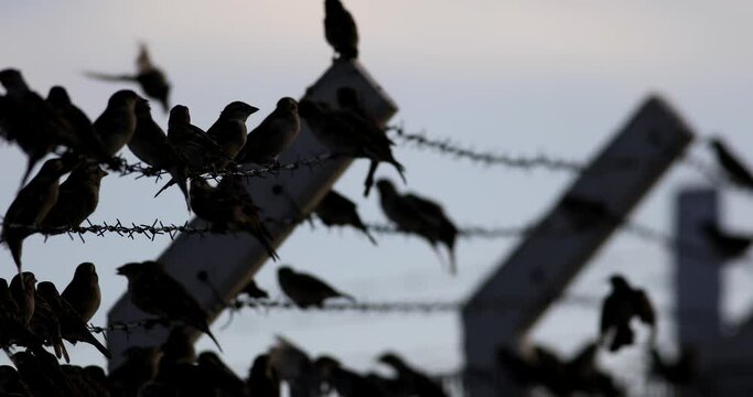 Barbed wire and birds. Blue sky background. Birds: sparrow.
