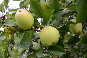 apples on a tree
