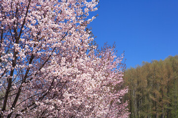 桜