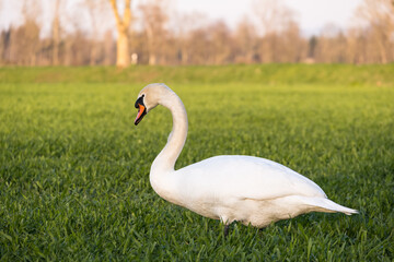 White swan on the grass