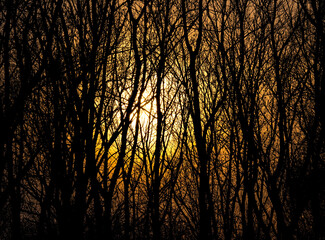 Sunset in the autumnal forest, mysterious nature background