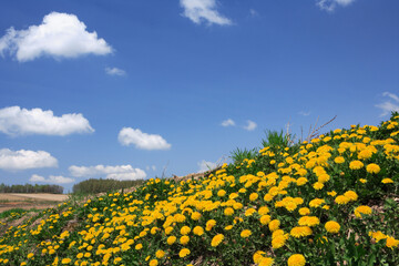 たんぽぽと雲 © Paylessimages