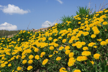 たんぽぽと雲 © Paylessimages