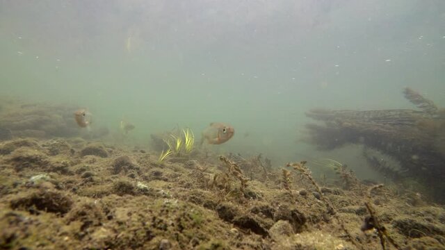 River fishes in natural habitat, fishes in river underwater, flock of small and big fishes, gudgeon, common nase, sneep , sunbleak, chub, shallow water, river current, underwater plants