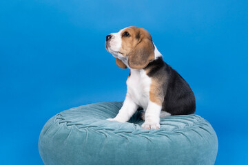 Portrait of a beagle dog pup sitting on a blue cushion in a blue background