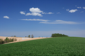 青麦畑と雲