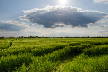 Beautiful sunset over the wheat field. summer Rural landscape. green wheat field on the background of beautiful clouds