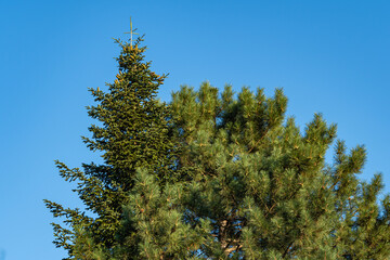 Obraz premium Pine Pinus sylvestris against the blue summer sky. Evergreen landscaped garden. Huge pine branches rise above ground. close-up. Atmosphere of calm and relaxation. Nature concept for design.