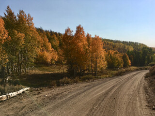 A hillside with trees with orange fall colors, in the late afternoon sun