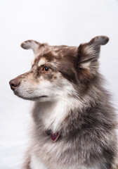 Husky dog posing with portrait and white background