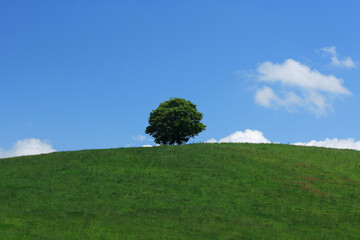 丘の一本の木
