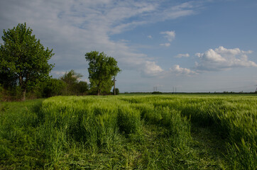 Fototapeta na wymiar Summer rural landscape. green wheat field on the background of beautiful clouds and green trees