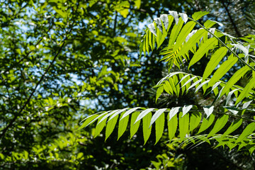 Fototapeta premium Rhus typhina (Staghorn sumac, Anacardiaceae) tree. Close-up. Green leaves of Staghorn sumac on blurred background of greenery of garden. Selective focus. Nature concept fresh wallpaper. Place for text