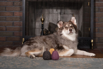 Husky dog posing with halloween decorations in the house