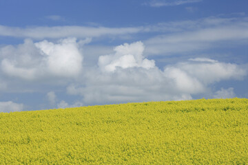 菜の花畑と入道雲