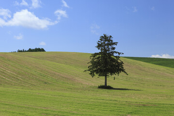 草原と一本の木
