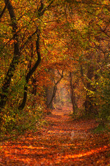 Magical autumn forest	
