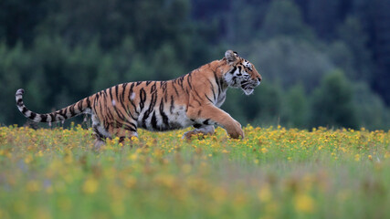 Obraz premium The largest cat in the world, Siberian tiger, Panthera Tigris altaica, running across a meadow full of yellow flowers. Impressionistic scene of the top predator in a nature.