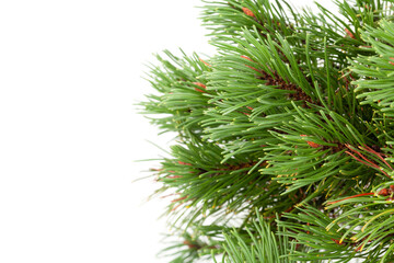 Christmas greeting card with fir tree isolated on white