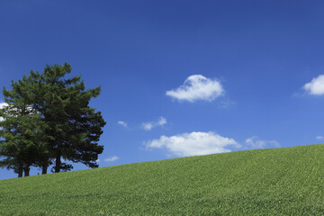 麦畑と一本の木