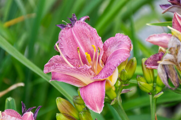 Pink and Yellow Lilies