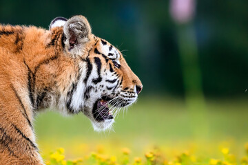 Close-up portrait of the largest cat in the world, Siberian tiger, Panthera Tigris altaica. Top predator in a natural environment.