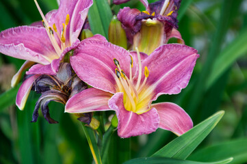 Pink and Yellow Lilies