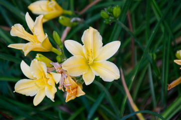 Yellow Lily in Bloom