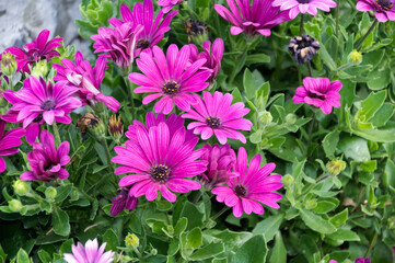 Fototapeta premium Purple Flowers in a Garden