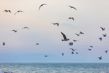 A flock of seagulls and cormorants over the sea