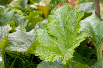 green leaf of a young zucchini in the garden on an autumn day. zucchini grows in the garden