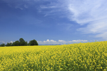 Obraz premium 菜の花畑