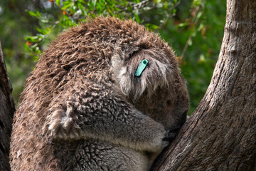 Close view of a Koala (Phascolarctos cinereus) with ear tag resting and sleeping on a tree, in...