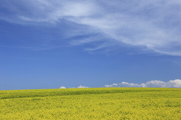 菜の花畑