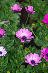 Purple Flowers in a Garden