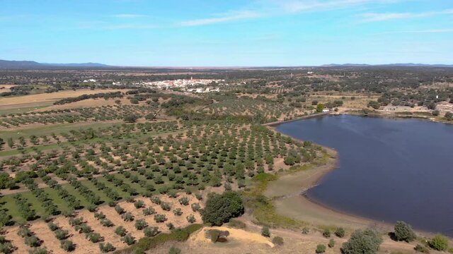 Aerial images flying over olive groves on the shore of a reservoir in the Spanish province of Cáceres. Panning to the right.