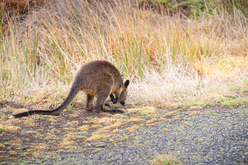 Wallaby sniffs the grass on the verge of an asphalt road on Phillip Island, Australia