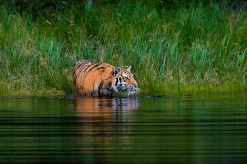 Fototapeta na wymiar The largest cat in the world, Siberian tiger, Panthera Tigris Altaica, hunts in a lake amid a green grass. Top predator in a natural environment.