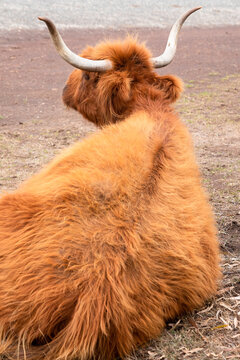 Horned Highland Cow With Wavy Coat At Churchill Island Heritage Farm, Phillip Island, Victoria, Australia. Vertical Image, Focus On The Horns