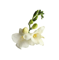 Beautiful blooming freesias isolated on white, top view