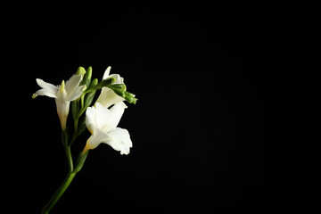 Beautiful white freesia flowers on black background. Space for text