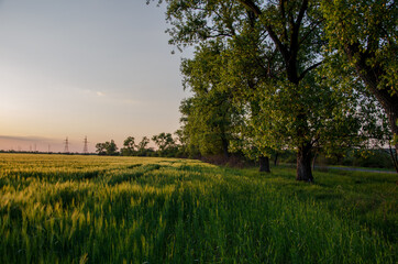 Fototapeta na wymiar Summer rural landscape. green wheat field on the background of beautiful clouds and green trees