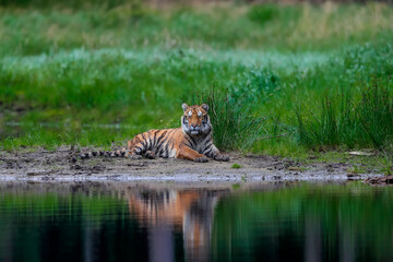 The largest cat in the world, Siberian tiger. Top predator in a natural environment. Panthera Tigris Altaica.