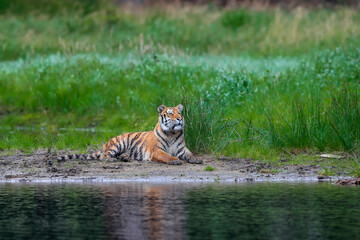 The largest cat in the world, Siberian tiger. Top predator in a natural environment. Panthera...