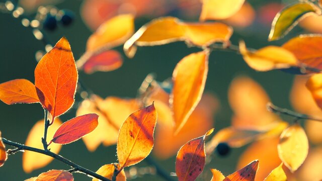 Colorful yellow red orange autumn leaves on cool green background. Macro closeup, shallow DOF, 4K  UHD.