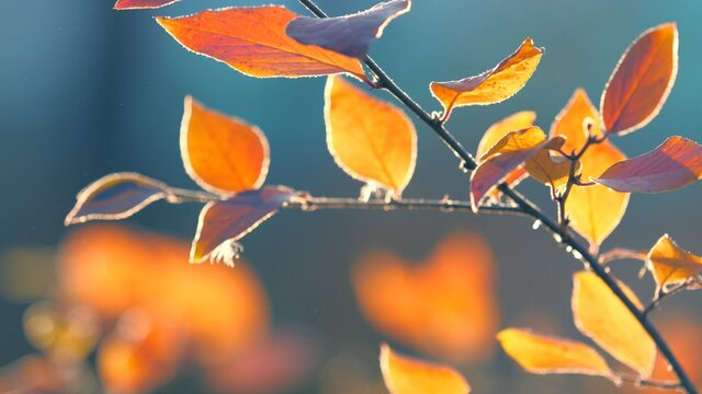 Colorful yellow red orange autumn leaves on cool green background. Macro closeup, shallow DOF, 4K  UHD.